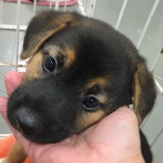 【相談中】かわいい子犬　とらじくん　2ヶ月