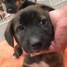 【相談中】かわいい子犬　とらみちくん　2ヶ月 サムネイル2