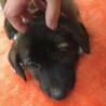 【相談中】かわいい子犬　とらみちくん　2ヶ月 サムネイル4