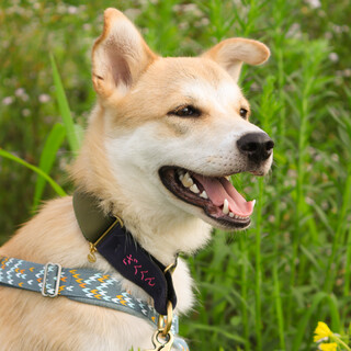 大きくて穏やか、童顔イケメンなザク君