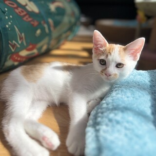 すーっと寄り添う甘えんぼうずまきくん