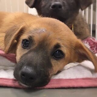 かわいい子犬　とらねちゃん　2ヶ月