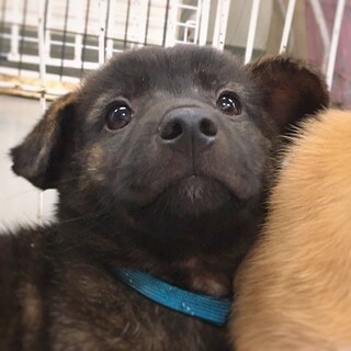 【相談中】かわいい子犬　とらくろうくん　2ヶ月