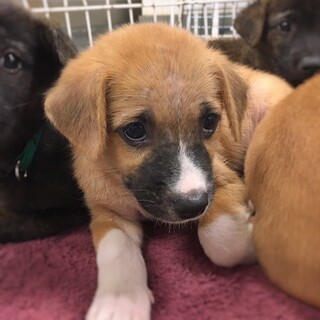 かわいい子犬　とらこちゃん　2ヶ月