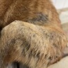 大人しい子、収容期限8/8火曜までです！ サムネイル5