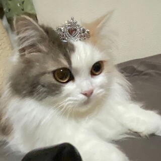 てんちゃん　一匹飼い限定