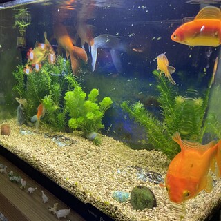 里親を探しています