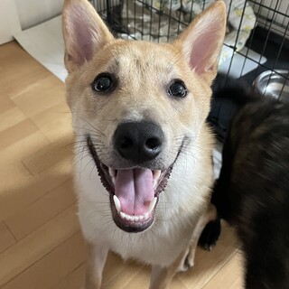 甘えんぼの男の子みおん♥️野犬にも家族を