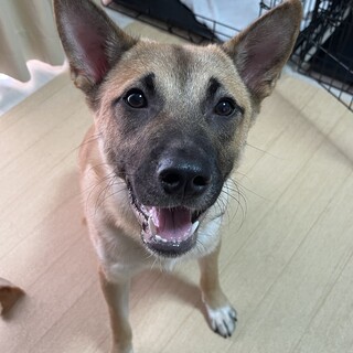 天真爛漫な男の子ちはる♥️野犬にも家族を