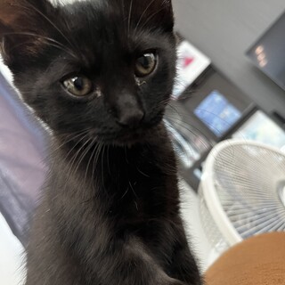 黒猫2ヶ月元気な男の子