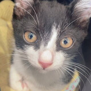 家族を探しています:パイン君