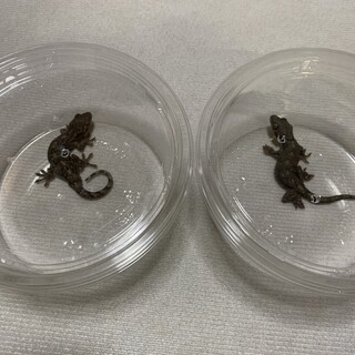 ニホンヤモリ 雄雌ペア