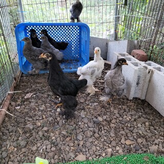 ブラックブラマ2羽性別不明