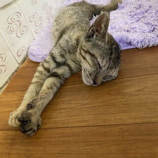 子猫の里親探しています