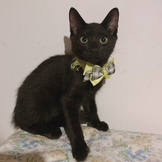 いっぱい♪黒猫♡うきわくん