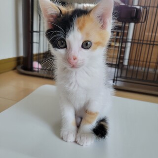 可愛くて甘えん坊のミケじょ