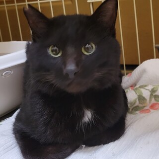 べったり甘えん坊な黒猫男子