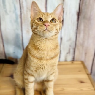 【8/26芝浦】甘えん坊☆元気はつらつ男子