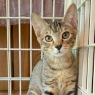 人懐こくて元気いっぱい！たくや君（4ヶ月）　