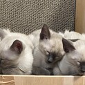 シャム純血　オスメス