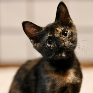 サビ子猫アニスちゃん❣️