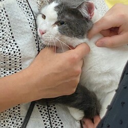 にゃんクルー保護猫さん譲渡会 サムネイル2