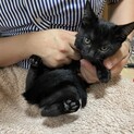3ヶ月子猫　メス　黒猫　里親募集