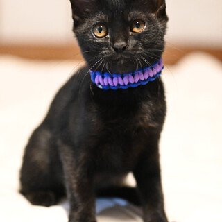 黒子猫クミンちゃん❤️