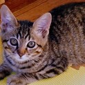 3ヶ月　子猫　メス　キジトラ　里親募集