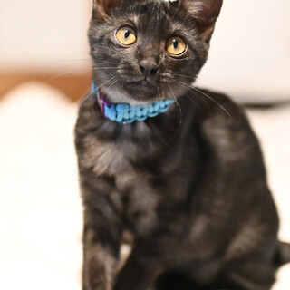 スモーキーグレなベラちゃん!