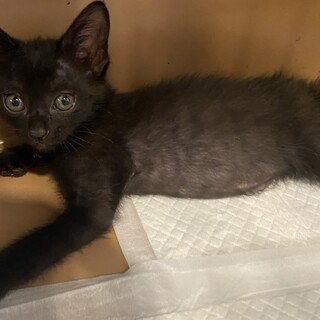 6／4生まれ☆元気いっぱいクリン君