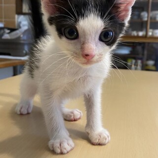 6／4生まれ☆元気いっぱいポロン君