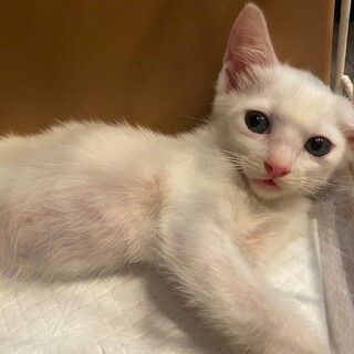 6／4生まれ☆ひなこちゃん