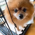 急募‼️シニアポメラニアン