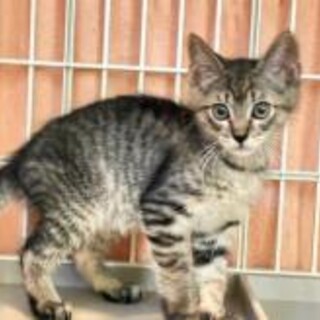 穏やかで人懐こい！まひろ君（2ヶ月）