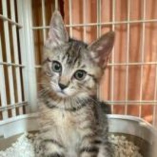 すごく懐こく可愛い！ちいちゃん（2ヶ月）