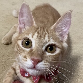 甘えたさんのお膝乗りっ子、のばらです♡