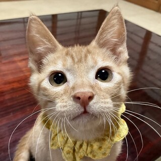ボクを見て。構ってちゃんのひまわりです♡