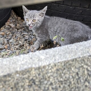 ひとりぼっちのサバトラちゃん