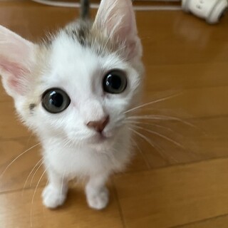 クリクリお目目の可愛いカイトくん♡