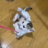 クリクリお目目の可愛いカイトくん♡ サムネイル6