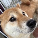 柴犬ちゃん
