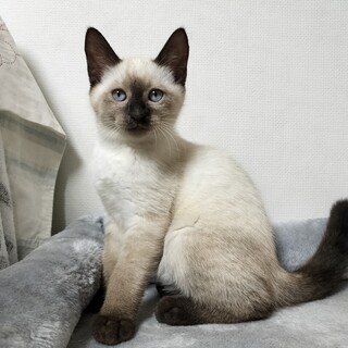 兄妹 3ヶ月　シャム柄　男の子 里親さん募集 立川