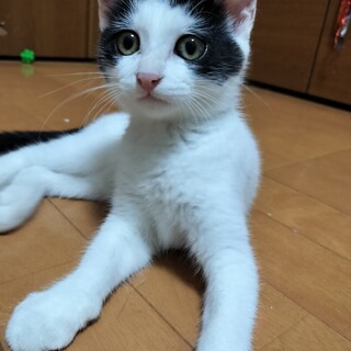 兄妹 3ヶ月　白黒　女の子 里親さん募集 立川