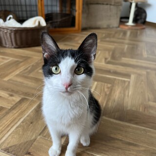 白黒ハチワレ女の子♪