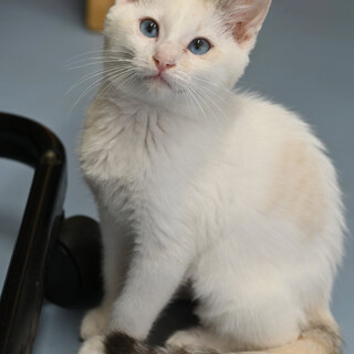 ビアンカちゃん