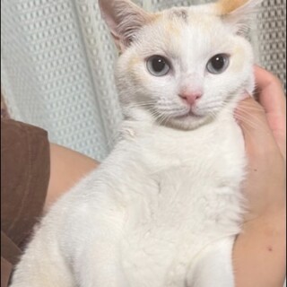 里親決定✿沖縄美ら猫♥