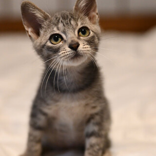 グレートラのアオハちゃん