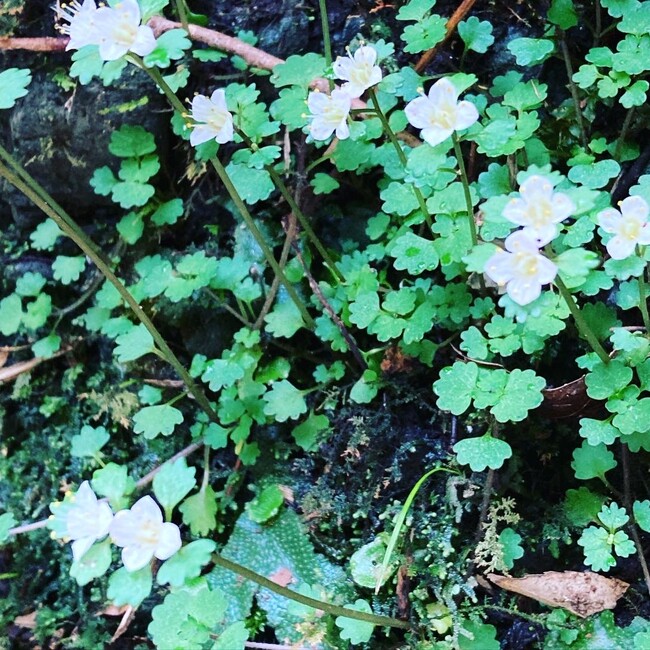 kumi のカバー写真