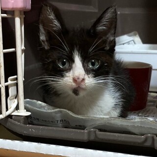 【募集一時停止】衰弱していた子猫ちゃん